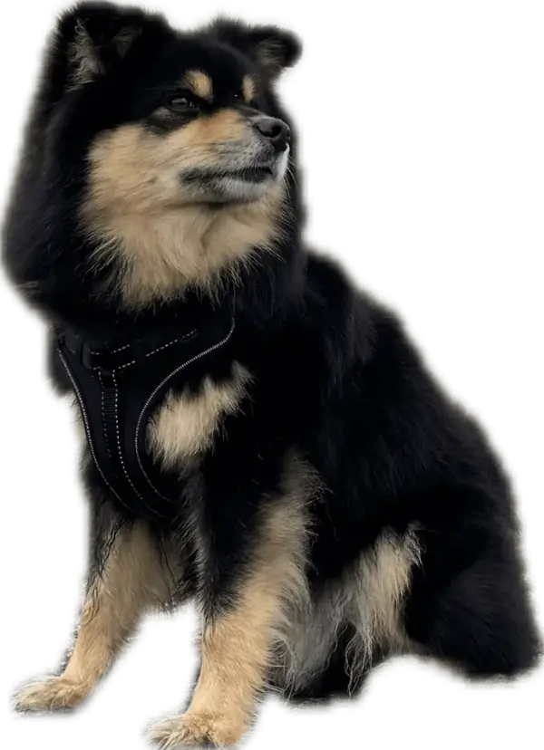 Alfons, kontorshund på Tullify